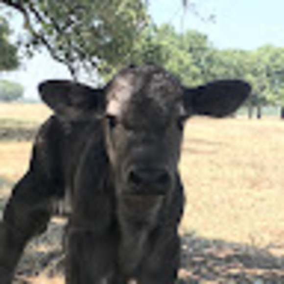 Profile Picture of Vincenza Paluso (@enzap73) on Poshmark