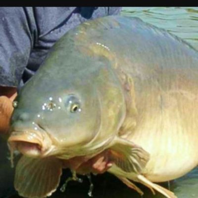 Profile Picture of Steve Carper Jones (@SteveCarper100) on Twitter