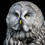 Profile Picture of Michael Oddi (@michael oddi) on Flickr