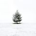 Profile Picture of Shawna Cloninger (@sjcloninger) on Pinterest