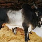 Profile Picture of Ismael Ugalde (@ugalde967) on Instagram