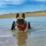 Profile Picture of Lacey Lou Beck (@laceythefrenchie23) on Instagram