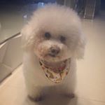 Profile Picture of Bill Klein 🐩❤️🐾 (@billklein14) on Instagram
