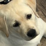 Profile Picture of Todd Hafner (@dtoddhafner) on Instagram