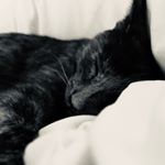 Profile Picture of Lucy McMuffins Fowler Reed (@lucymcmuffinsfowler) on Instagram