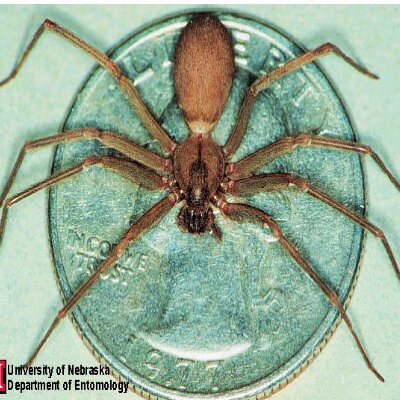 Profile Picture of Chris Sproul (@suedmushroom) on Twitter