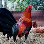 Profile Picture of Guerrero game farm (@antonio.guerrero.10048) on Instagram