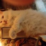 Profile Picture of Joseph Friskey (@friskeyjoseph) on Instagram