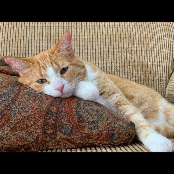 Profile Picture of Kirstyn Zdebski (@zdebskik) on Poshmark