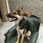Eline_the_doggy - Instagram Profile Picture of Eline_the_doggy (@eline_the_doggy) on Instagram