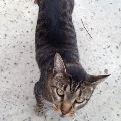 Profile Picture of Chasecostello (@ChaseCostello59) on Twitter