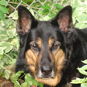 Profile Picture of Daniel Hirte (@danielhirte4019) on Youtube