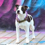 Profile Picture of Violet Crown's (@violet.crowns) on Instagram