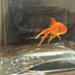 Profile Picture of Marvin Howard Cornelius I (@mhci_fishy) on Instagram