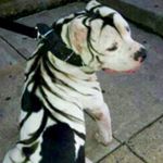 Profile Picture of rashadphillips (@rashadphillips9599) on Instagram