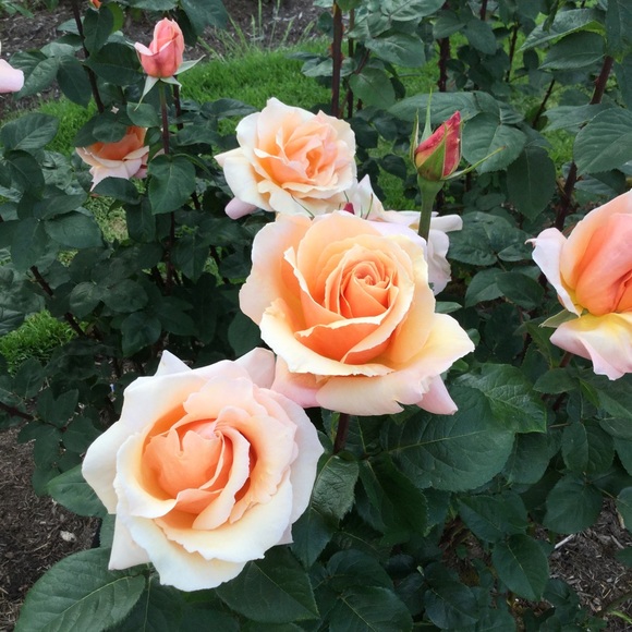 Profile Picture of Michelle Brannon (@micbraleon) on Poshmark