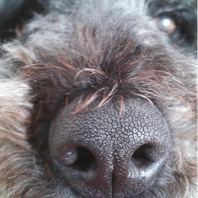 Profile Picture of Luca Tomasi (@lucatomasi67) on Twitter