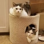 Profile Picture of Roberta Riva Goldman (@robertarivagoldman) on Instagram