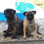 Profile Picture of Penny & Farley (@penny.farley.pugs) on Instagram