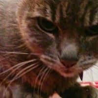 Profile Picture of Jacqueline Raphael (@jacqueline-raphael-2) on Quora