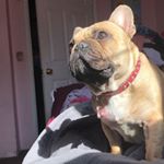 Profile Picture of donna & perla-luna 💕 (@ourbulldogs22) on Instagram