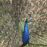 Profile Picture of Kevin the Peacock (@kevin_the_peacock_official) on Instagram