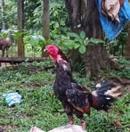 Alexander Albarez - Facebook Profile Picture of Alexander Albarez (@Alexander-Albarez) on Facebook