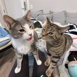 Profile Picture of Mist & Miles Irgengiolo (@mr_mist_miles_meow) on Instagram