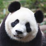 Profile Picture of patrick’s spam (@patrick___chew) on Instagram