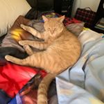 Profile Picture of Rusty Mason the Cat (@ttv__rustymason770) on Instagram