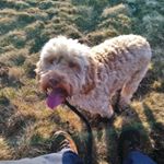 Profile Picture of Kevin Finlayson (@finlaysonk) on Instagram