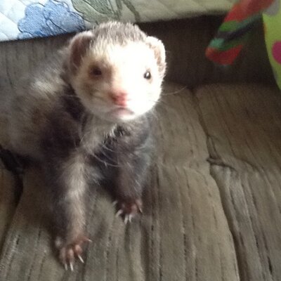 Profile Picture of Bryan Ericson (@daletrucking28) on Twitter