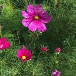 Profile Picture of Joan Tenenbaum (@tenenbaumjoan) on Instagram