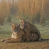 Profile Picture of Ganesh  Pandey (@ganeshpandey820) on Twitter