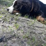 Profile Picture of Joshua Norden (@joshuanorden) on Instagram