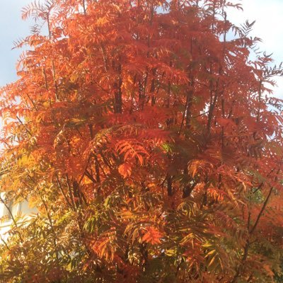 Profile Picture of Paul Cullen (@PaulBerensheide) on Twitter