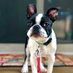 Profile Picture of Carly ~ Boston Terrier 🐾💖 (@cuddly.carly) on Instagram
