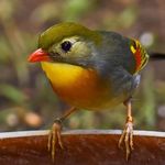 Kirk Seth Franklin - Instagram Profile Picture of Kirk Seth Franklin (@the_callingbird) on Instagram