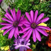 Profile Picture of Iris Trippe (@iristrippe) on Pinterest