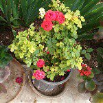 Profile Picture of shahsahebi (@shahsahebi47) on Instagram