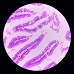 Profile Picture of Larissa  Fernandes (@laricrisfs0214) on Flickr