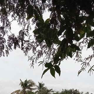 Profile Picture of Tony Bonno (@tony.bonno) on Instagram