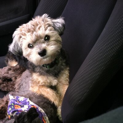 Profile Picture of Oliver Sean Morman (@fluffyolliebear) on Twitter