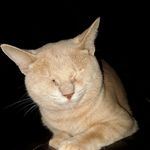 Profile Picture of Crystal Seabolt (@chojitheoneeyedcat) on Instagram