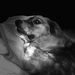 Profile Picture of JDam boom (@jasoncoyner) on Pinterest
