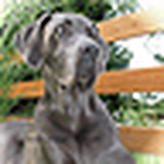 Profile Picture of Dogge-nero (@dogge-nero) on Flickr