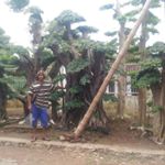 Profile Picture of Baji Charol (@bajicharol) on Instagram