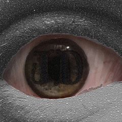 Profile Picture of Josh Dudgeon (@joshua_dudgeon) on Tiktok