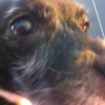 Profile Picture of Adriano Pessini (@apessini) on Instagram