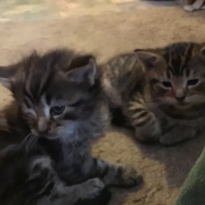 Profile Picture of VXR Slade (@Casey99096966) on Twitter